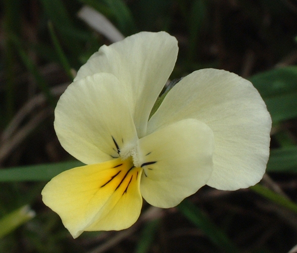 Viola cassinensis - notizie